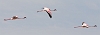 J17_0303 Greater Flamingos